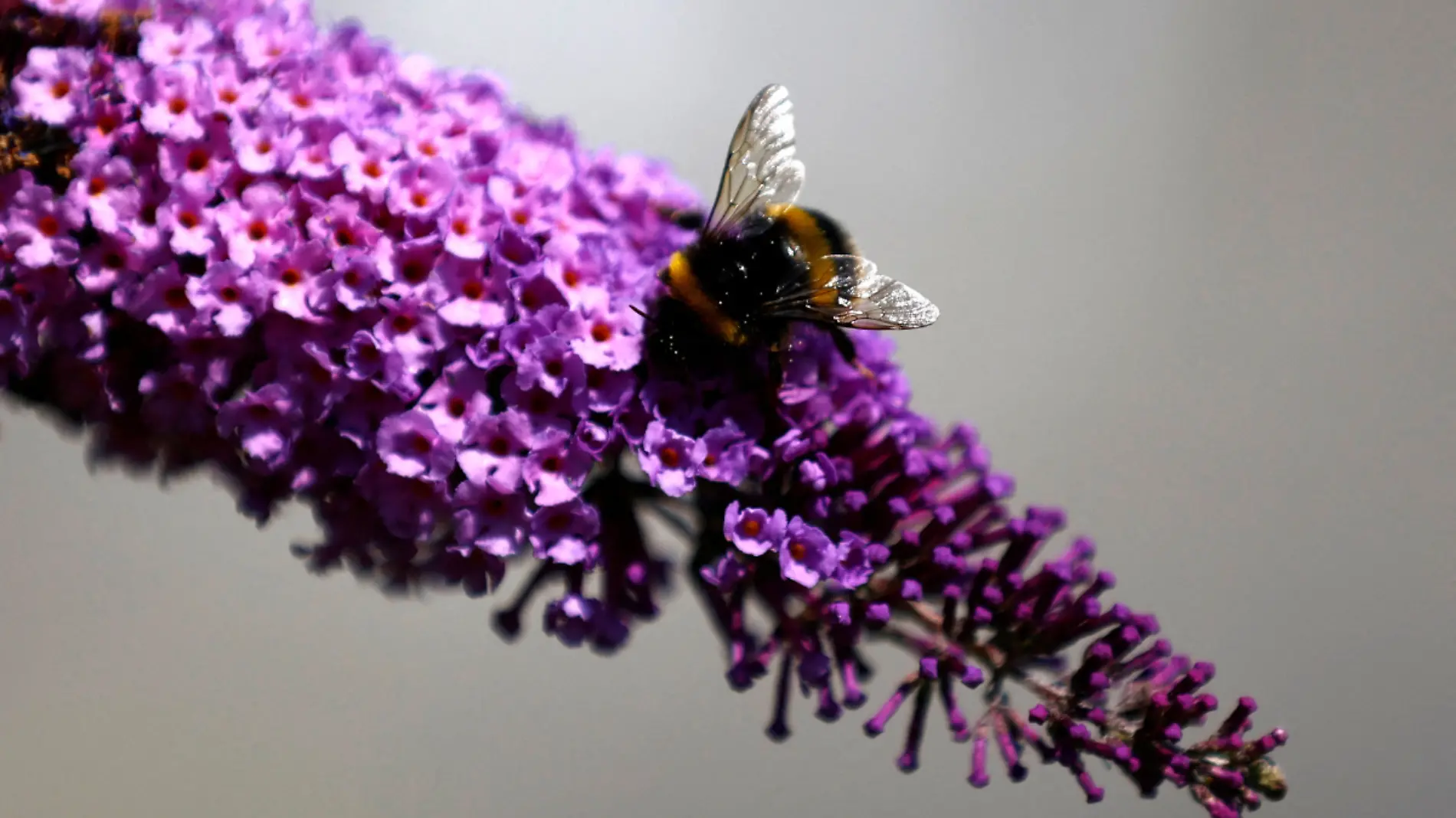 Abejas agricultura  